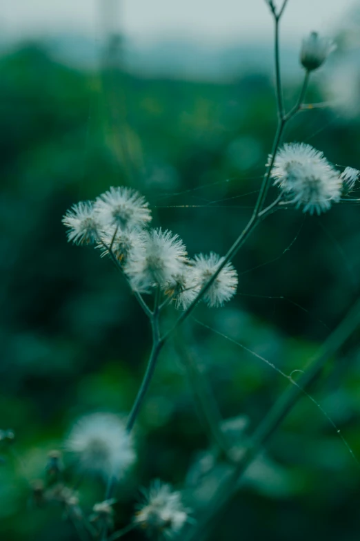 some very pretty white flowers in the grass