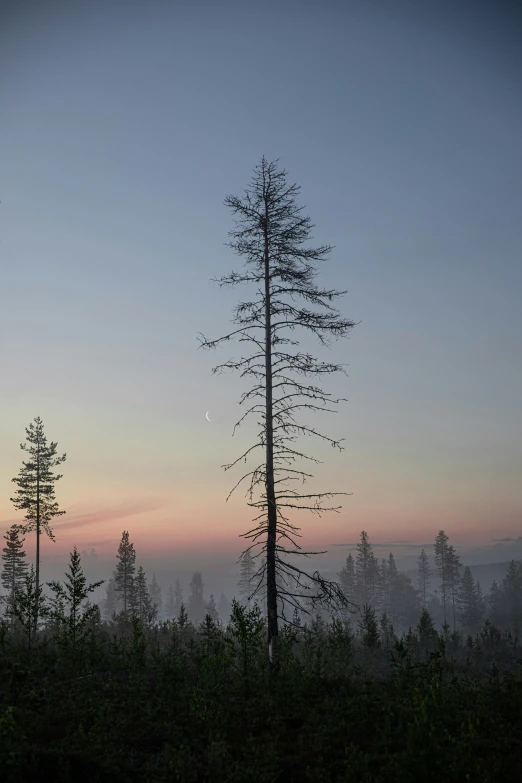 a group of trees are silhouetted against a foggy sky