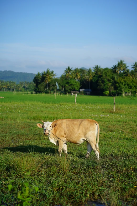 a cow walks through the green grass in the pasture