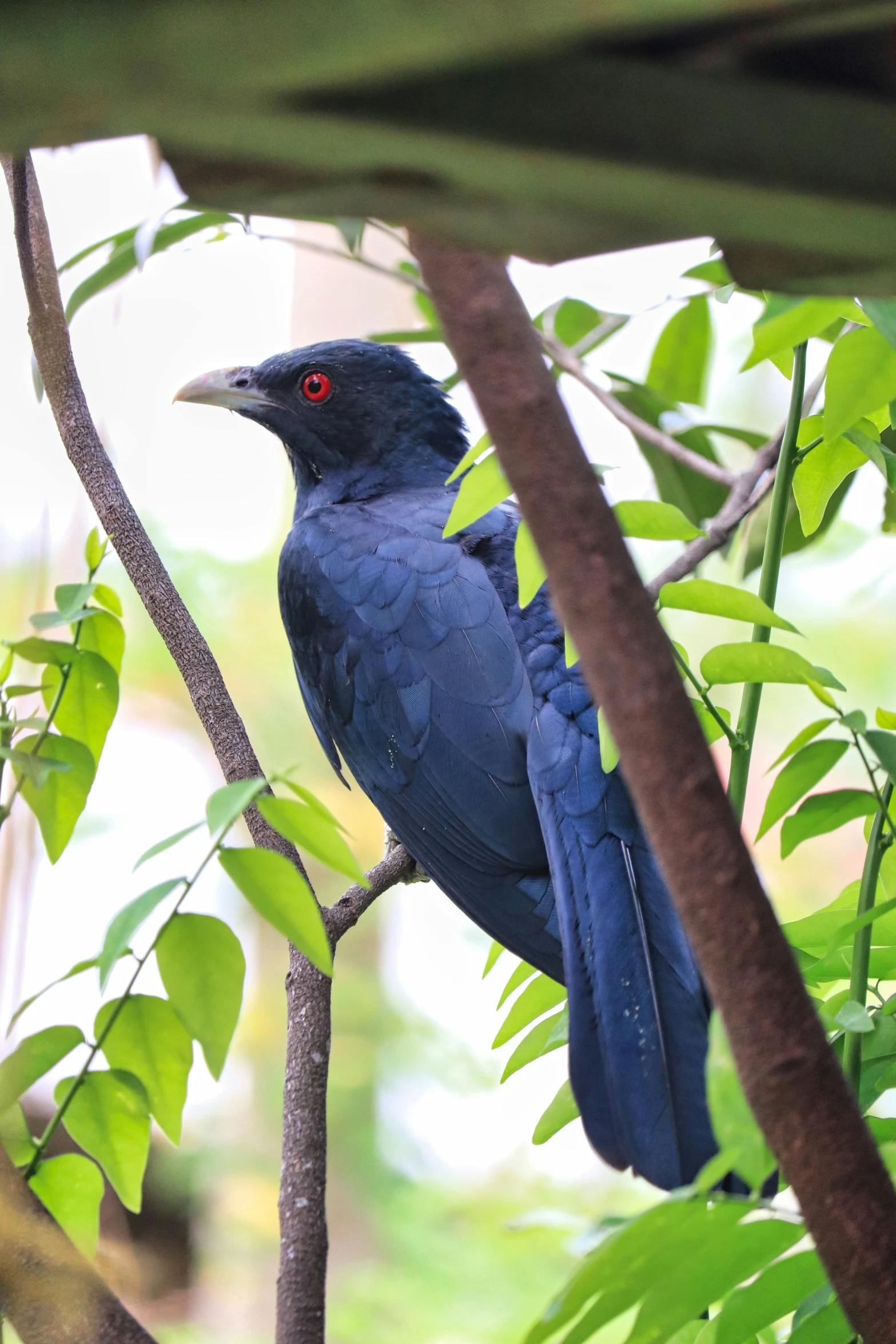 the blue bird is perched on the nch in the tree