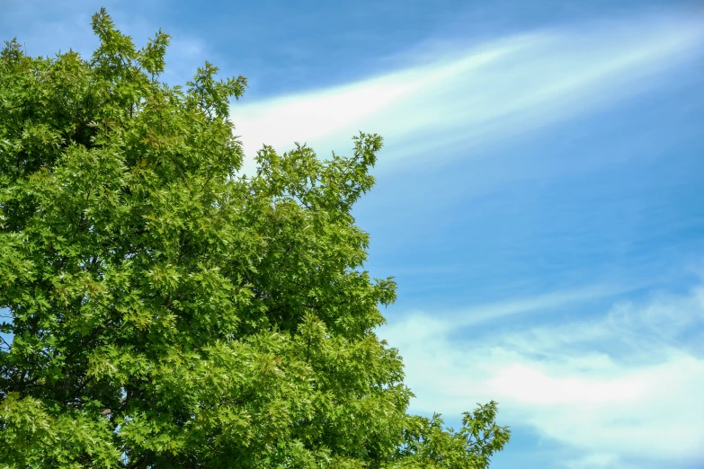 a large green leafy tree in front of a bright blue sky