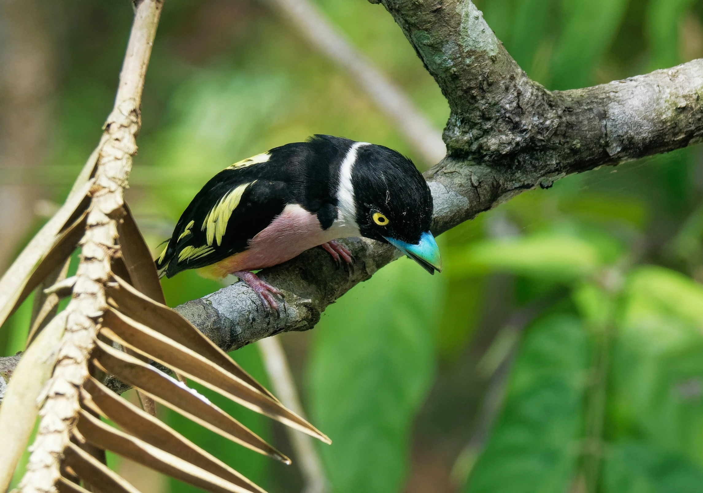 a bird is perched on the nch of a tree