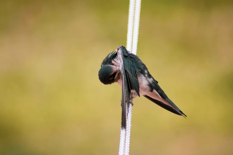 two birds are hanging out on a wire