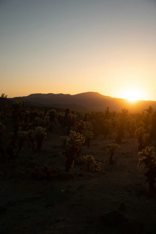 the sun rises over mountains behind a cactus field