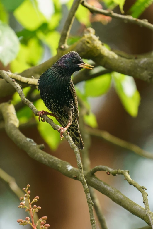 a black bird perched on top of a tree nch