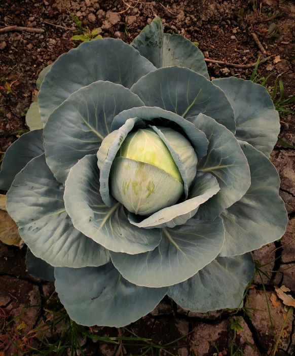 an unusual looking flower has green leaves on it