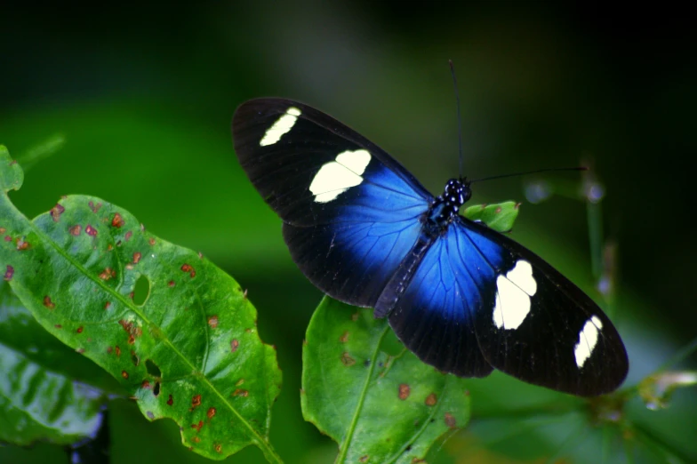 the erfly is perched on a leaf with spots