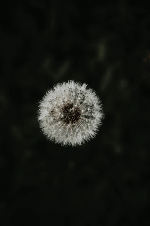 a dandelion with one flower head and another flower head