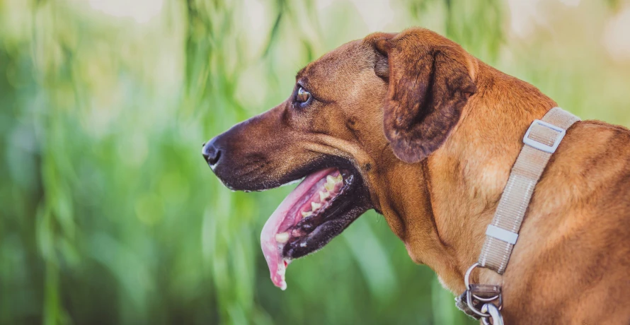 a brown dog with a leash and tongue hanging out