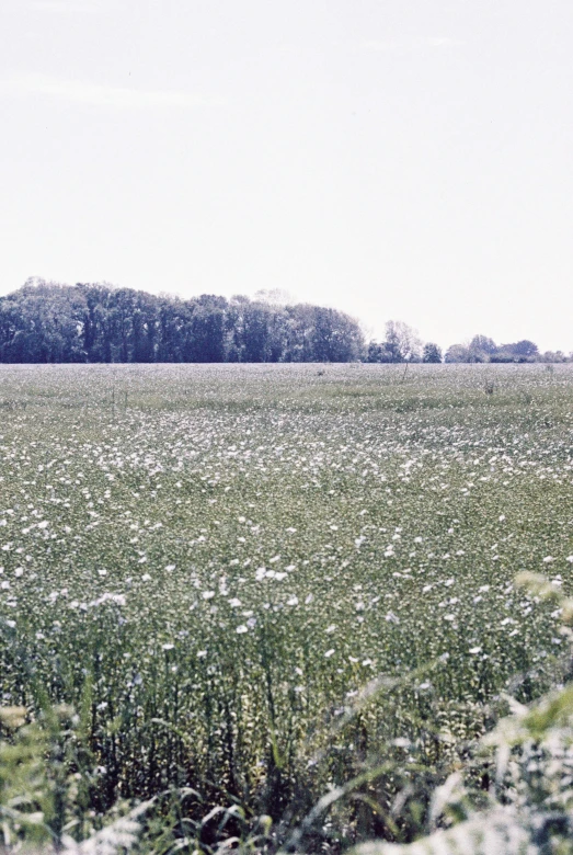 a view of a grassy field that has very little vegetation and trees in the distance