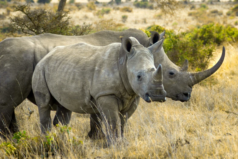 two rhinoceros standing in a field with trees in the background