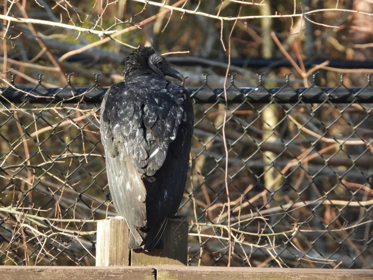 a black bird on top of a wooden block