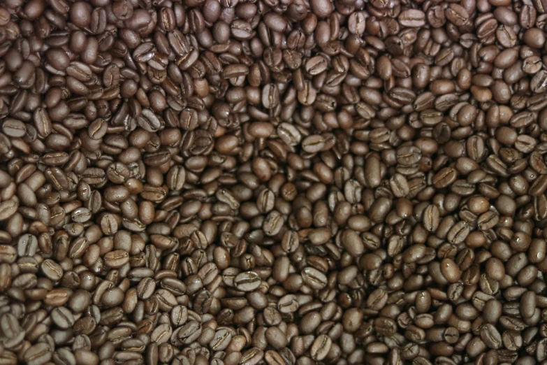 a brown area full of coffee beans with a lot of brown