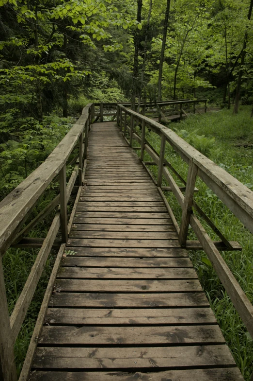 a wooden path bridge over a stream surrounded by trees