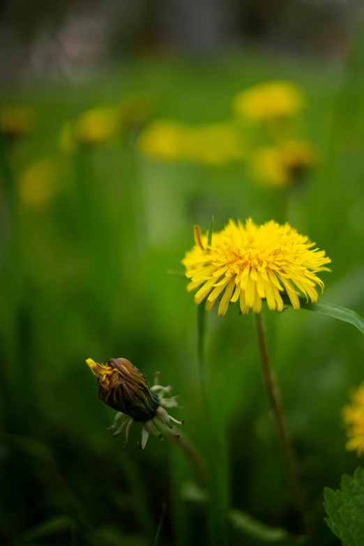 dandelions, yellow flowers, and green grass in a field