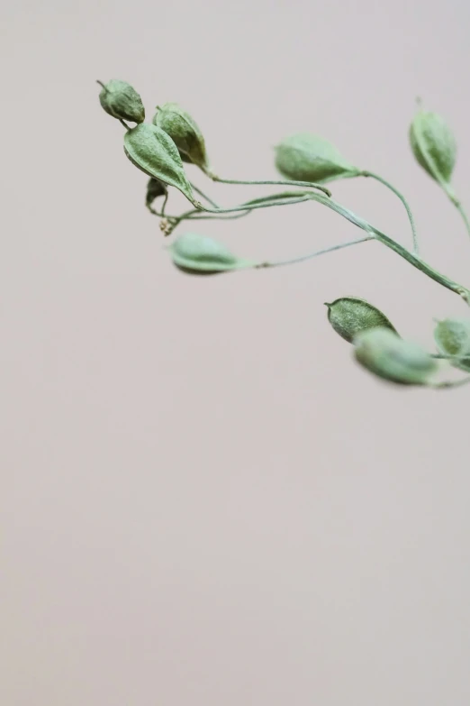 a small insect is flying around some green leaf