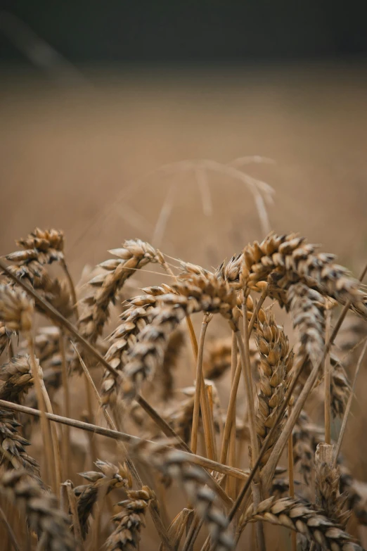 a bird standing on top of the tall brown grass