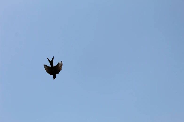 a bird flies overhead on a clear day