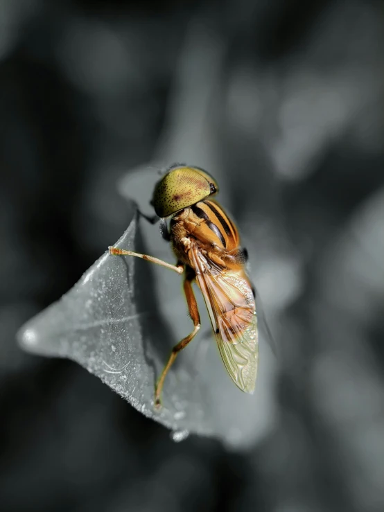 the fly is sitting on top of a leaf