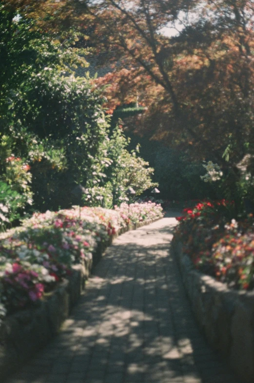 the path is full of colorful flowers and trees