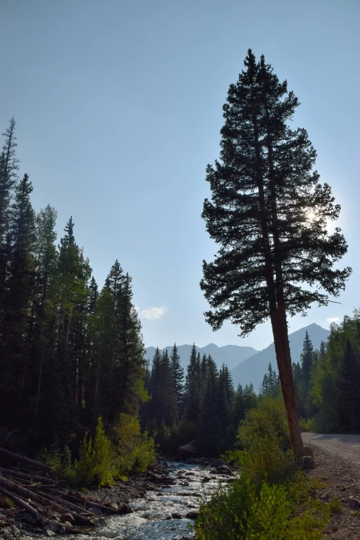 a mountain river surrounded by trees and dirt road