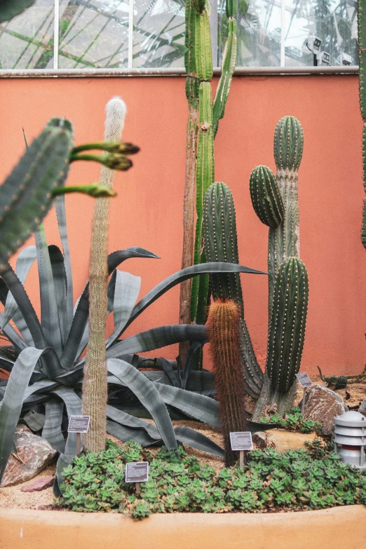 a garden area with cactus and other plants