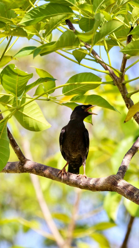 a small bird sitting on top of a tree nch