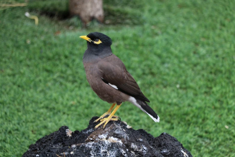 a black bird sitting on top of a rock