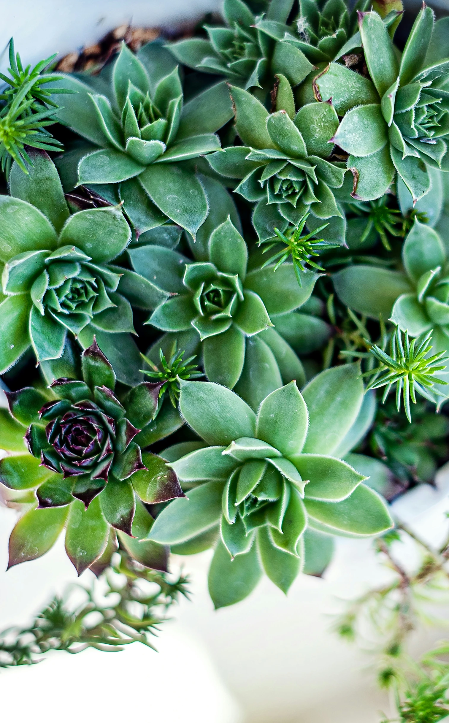 a plant growing in the middle of green plants