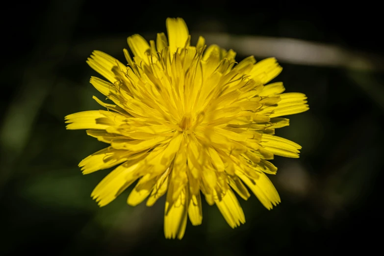 a flower that is on a very dark ground