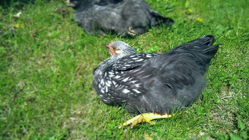 a couple of birds laying on top of a lush green field