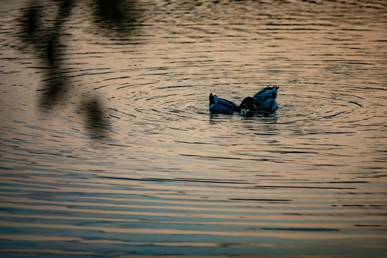 two blue birds are swimming in the lake
