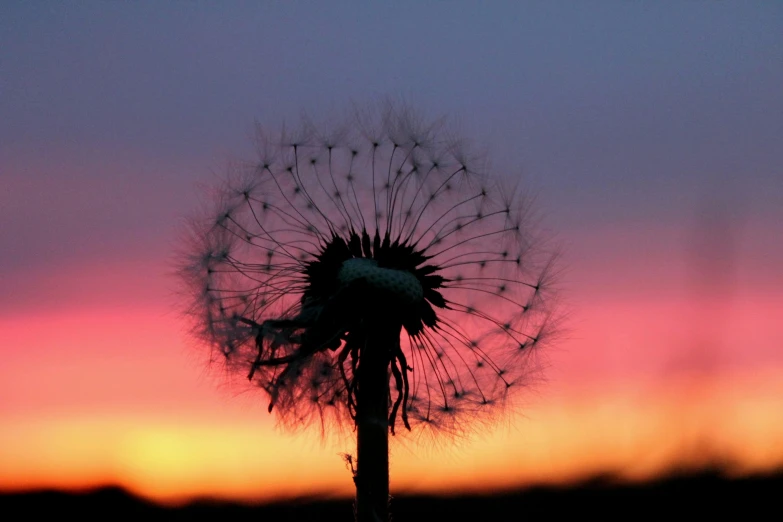 this is the image of a dandelion against a sunset