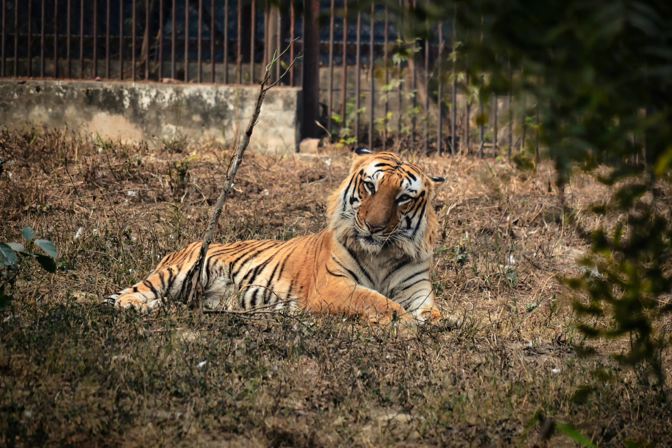 two young tigers are laying down in the grass