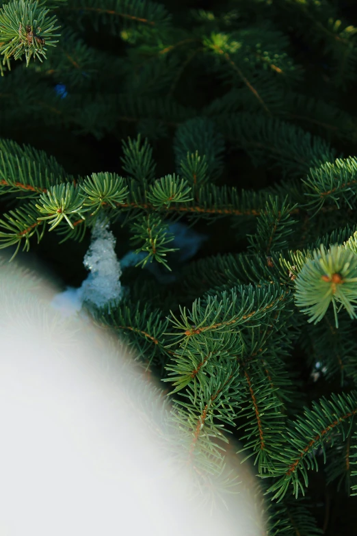 nches of green fir trees are covered with snow