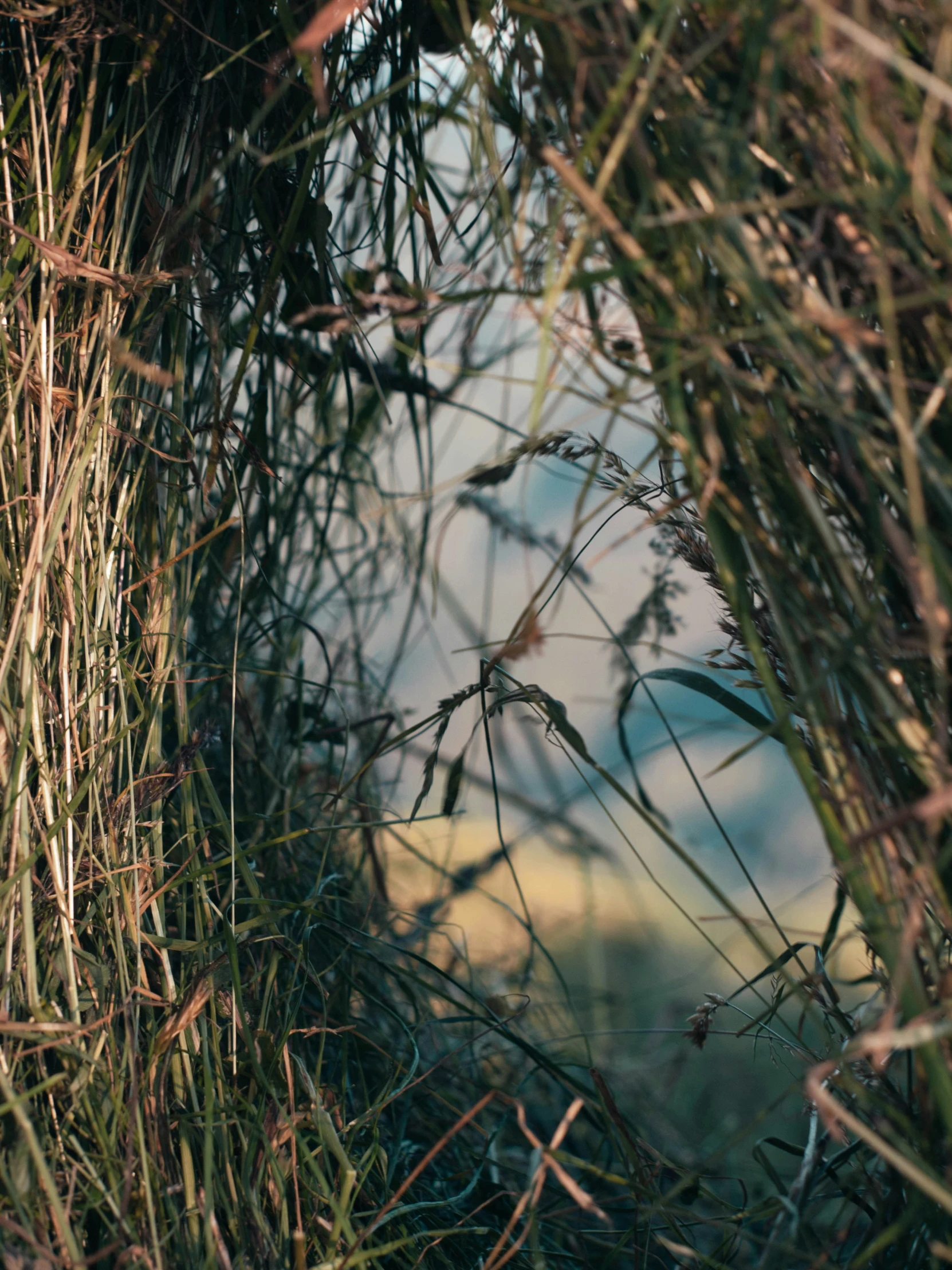 grass and weeds are viewed from behind the bushes