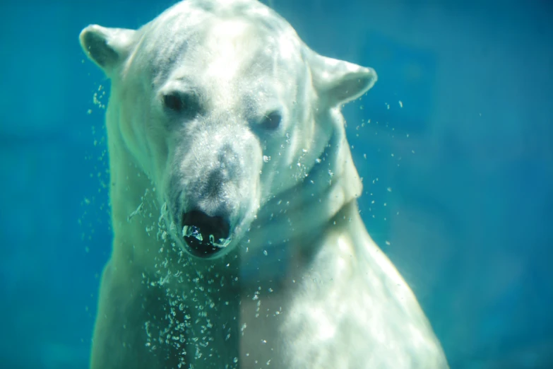 a close up of a polar bear under water