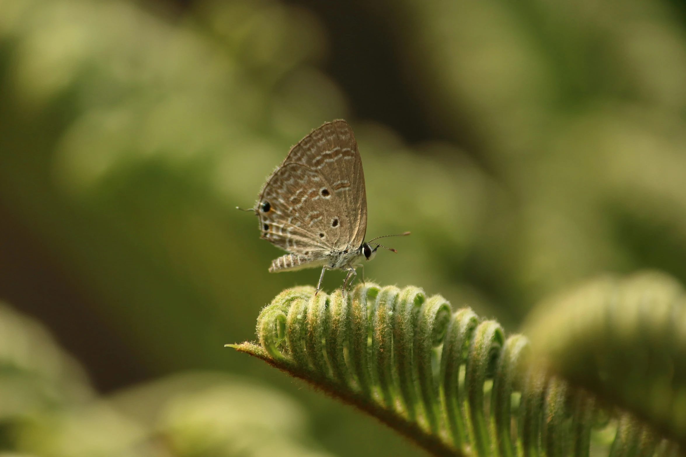 a small brown erfly with black spots sitting on a green leaf