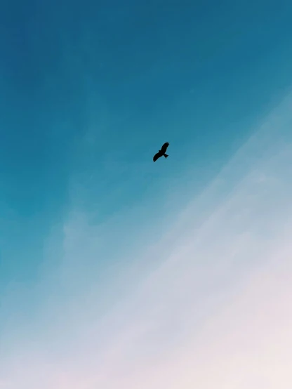 a large bird flying in the blue sky