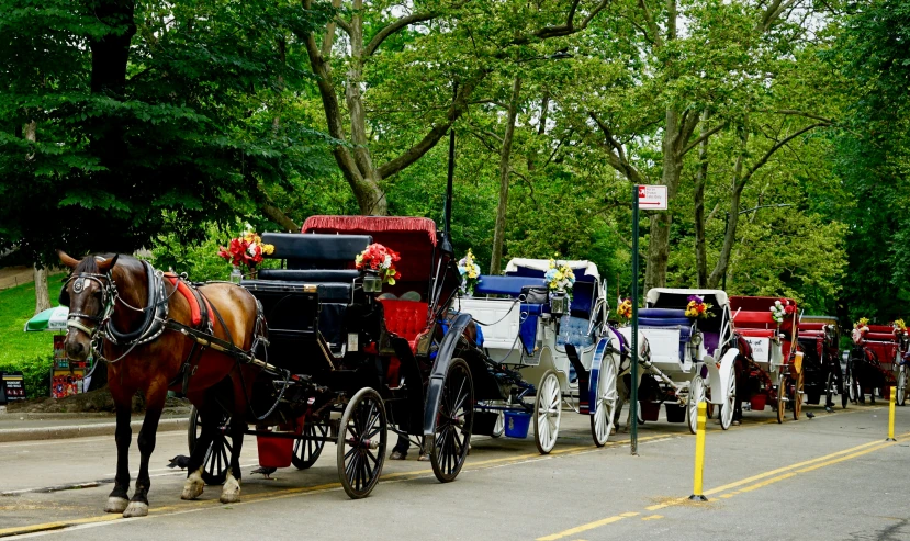 many horse drawn carriages lined up on the side of a road