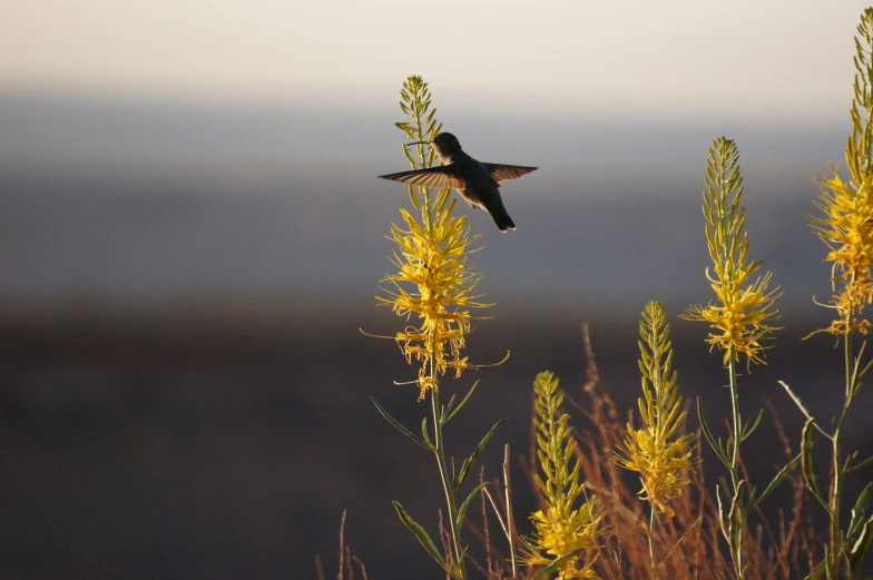 a bird flying over a group of yellow flowers