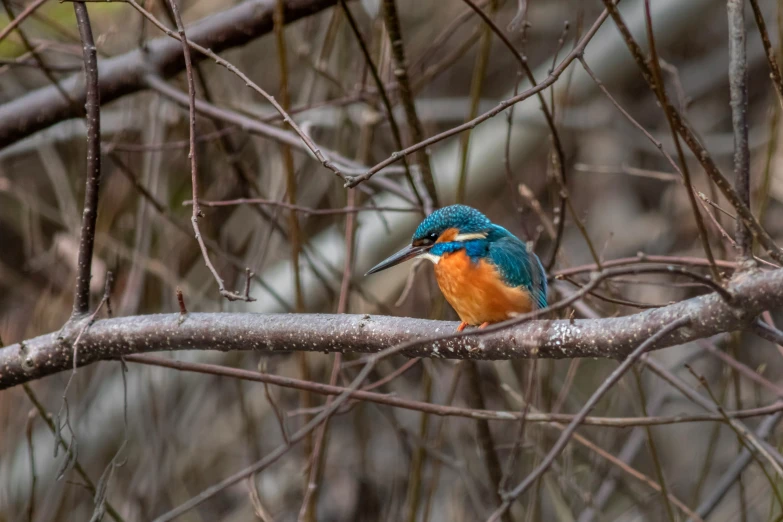 a colorful bird is perched on a nch