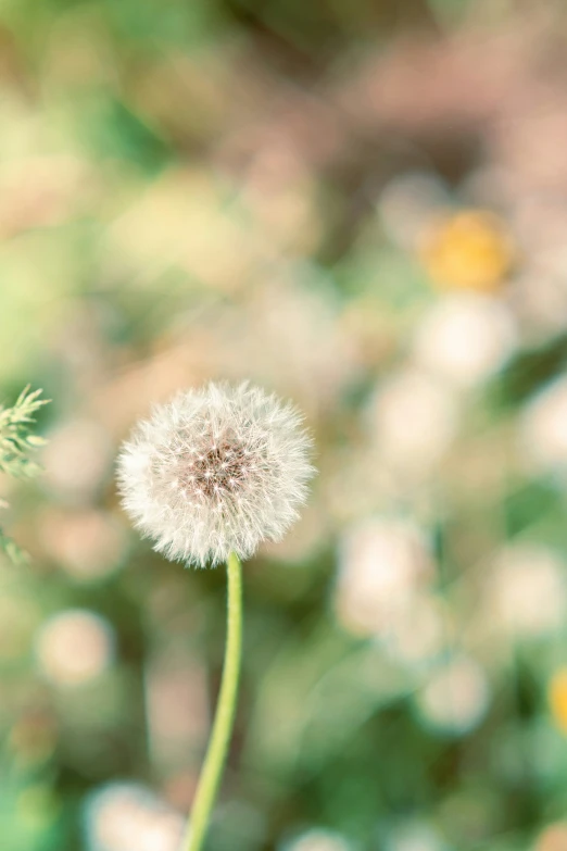 a po of a dandelion seed with blurry background