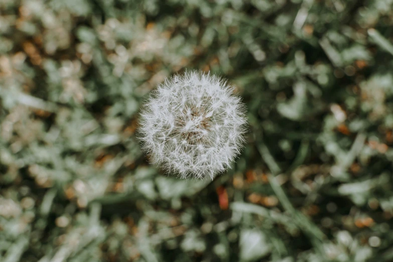 a dandelion that is standing in the grass
