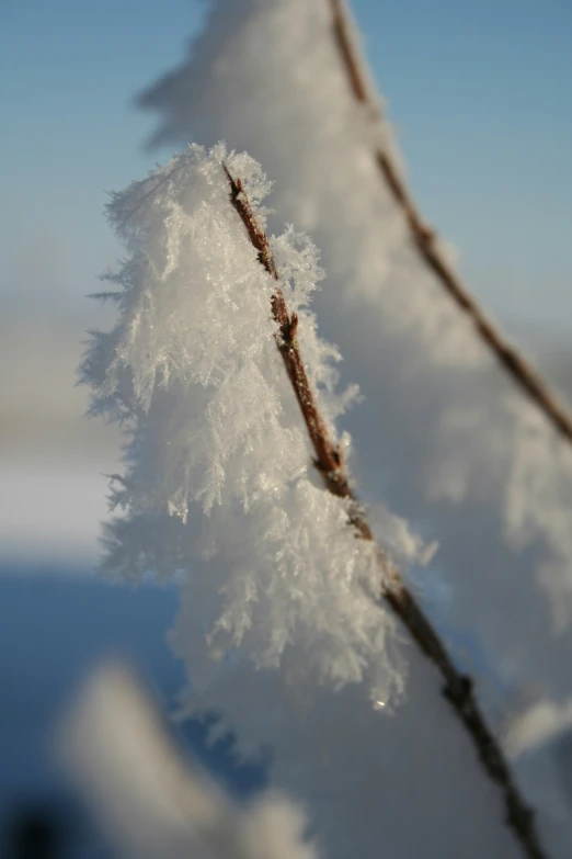 some small tree nches with snow on them