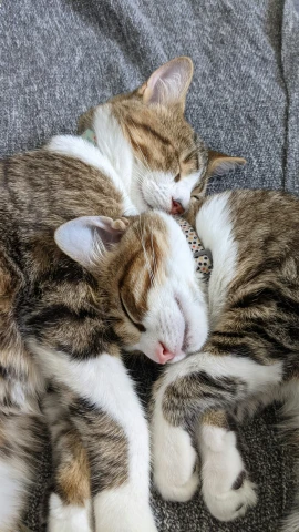 two cats that are sleeping together on a couch