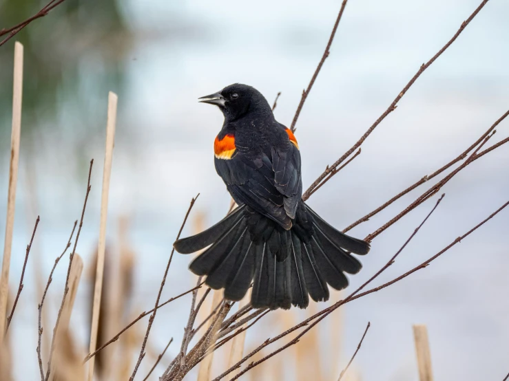 a black bird with red chest perched on top of dry grass