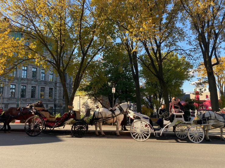 a horse drawn carriage in the city street