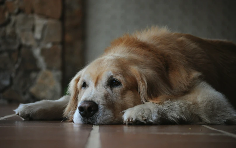 a close up of a dog laying on a floor