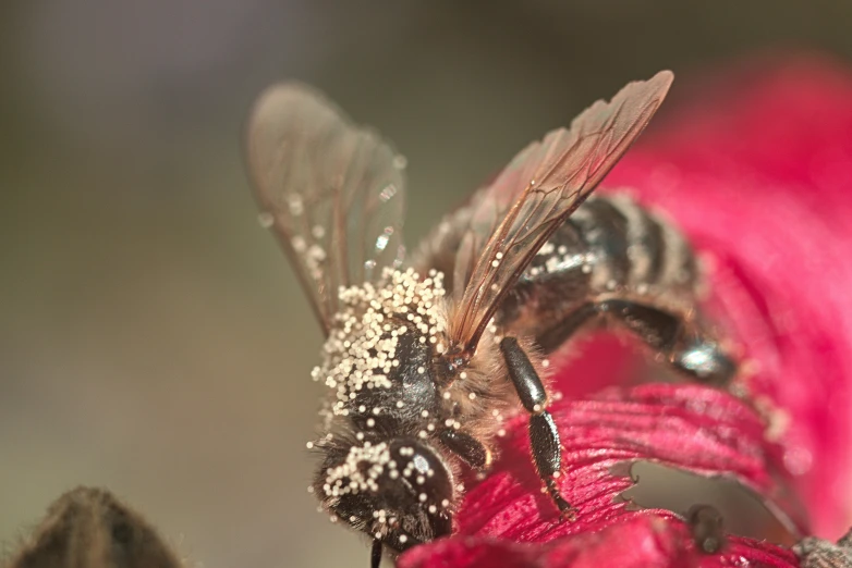 a close up po of a fly in a flower